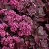 0819 Sedum SunSparkler FIRECRACKER - rozchodník