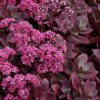 Sedum SunSparkler FIRECRACKER - rozchodník