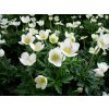 Anemone sylvestris SNOW WHITE