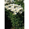 Anemone sylvestris Snow White 11361 S 1