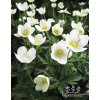 Anemone sylvestris SNOW WHITE - sasanka, anemonka