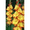 Mečík PRINCESS MARGARET ROSE - gladiolus