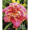 Denivka VENETIAN FRINGE - hemerocallis