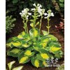 Hosta SUNSET GROOVES - bohyška, funkie