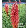 Kniphofia RED ROCKET - mnohokvět, kleopatřina jehla