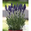 Lavandula angustifolia BLUE COMPACT - levandule úzkolistá