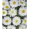 Leucanthemum maximum CRAZY DAISY - kopretina