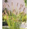 Pennisetum alopecuroides GELBSTIEL - dochan, vousatec