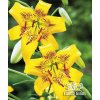 Lilie YELLOW BRUSE - lilium