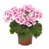 Pelargonium zonale Santana WHITE SPLASH (2)