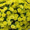 Million bells Aloha DOUBLE YELLOW - calibrachoa