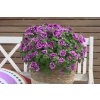 Petunia SwS CompactHotPinkVeins Mood 07655 (4)