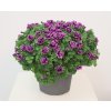 Petunia SS CompactHotPinkVeins 07655 (3)