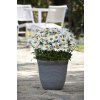 Leucanthemum maximum Madonna F1 33102 S 1