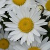 Leucanthemum maximum Madonna F1 33102 C 1