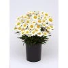 Leucanthemum superbum MADONNA - kopretina