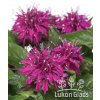 Monarda didyma BALMY PURPLE RED - zavinutka