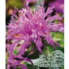 Monarda didyma BALMY ROSE - zavinutka