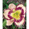 Denivka BELLA ISABELLA - hemerocallis
