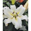 Lilie MONTE BIANCO - lilium