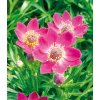 multifida Annabella Deep Rose 19a