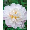 Paeonia VOGUE - pivoňka