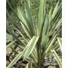 Yucca filamentosa variegata - juka vláknitá