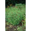 Knautia macedonica Red Knight 14366 S 1