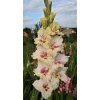 Mečík DASTAN - gladiolus