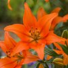 Lilie ORANGE TON