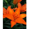 Lilie ORANGE TON