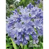 Agapanthus africanus BLUE- kalokvět