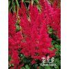 Astilbe arendsii GRANAT - čechrava