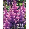 Astilbe chinensis BLACK PEARLS - čechrava