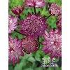 Astrantia major RUBY CLOUD - jarmanka