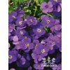 Aubrieta gracilis AUDREY BLUE SHADES - tařička