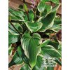 Hosta SORBET - bohyška, funkie
