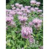 Monarda REBECCA - zavinutka