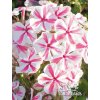 Phlox paniculata TWISTER - plamenka, flox