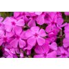 macdaniels cushion phlox subulata 76363 1