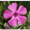 Phlox subulata MAC DANIEL´S CUSHION