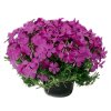 Phlox subulata MAC DANIEL´S CUSHION1