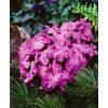 Phlox subulata McDaniel`s Cushion 14785 C 1