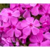 Phlox subulata MC DANIEL´S CUSHION