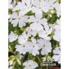 Phlox subulata GOLD WHITE - plamenka šídlovitá, flox