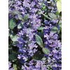 Ajuga reptans CHOCOLATE CHIPS - zběhovec plazivý