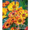 Helenium FUEGO - záplevák