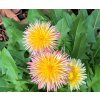 Taraxacum pseudoroseum, Pink Dandelion