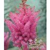 Astilbe arendsii MAGGIE DALEY - čechrava