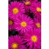 neron aster novi belgii 74018 1